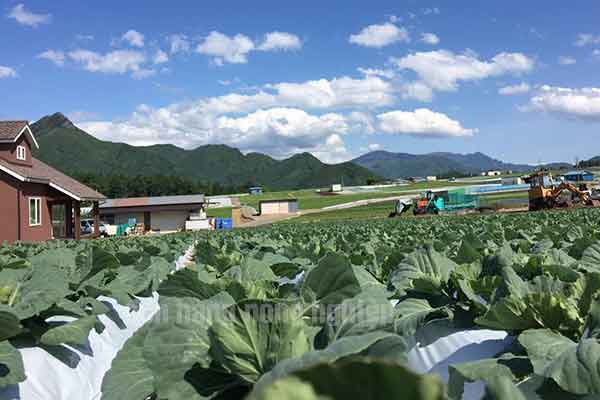 Có nên đi đơn hàng xuất khẩu lao động Nhật Bản 1 năm