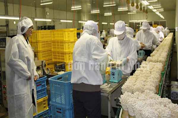 Đơn hàng đi Nhật cho cặp vợ chồng