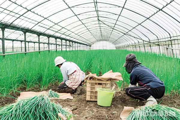 đơn hàng đi nhật 1 năm