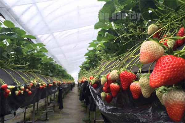 Tuyển gấp 21 nữ đi xuất khẩu Nhật Bản trồng dâu tây