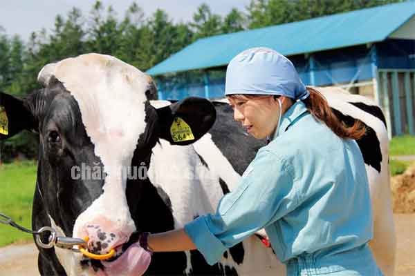 Đơn hàng chăn nuôi Nhật Bản