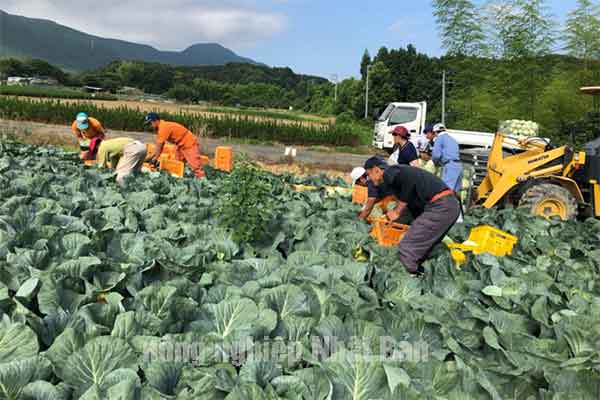 đơn hàng nông nghiệp Nhật Bản
