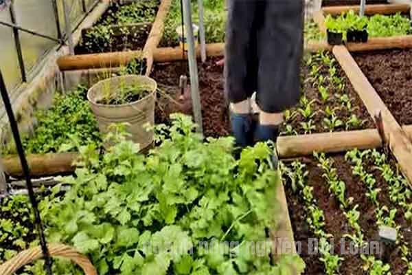 Đơn hàng nông nghiệp Đài Loan