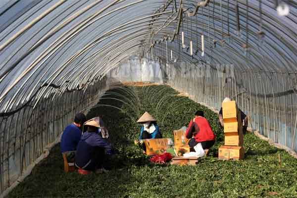 Lao động thời vụ Hàn Quốc