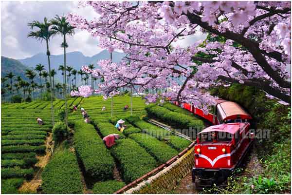 Có nên đi làm nông nghiệp bên Đài Loan không