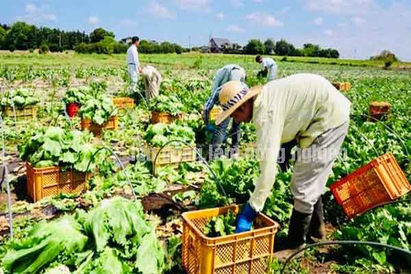 Có nên đi XKLĐ Hy Lạp không