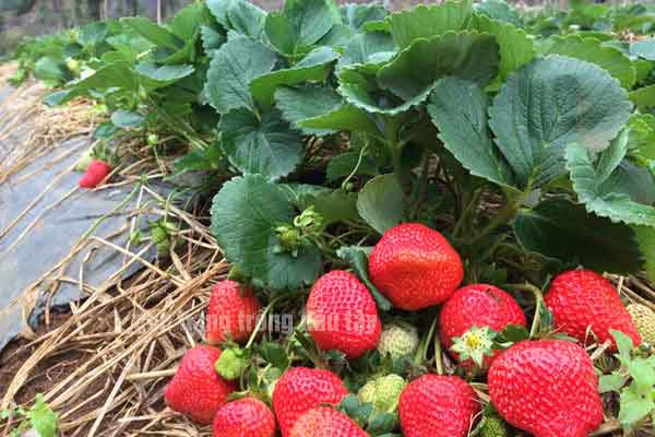 Đơn hàng trồng dâu tây