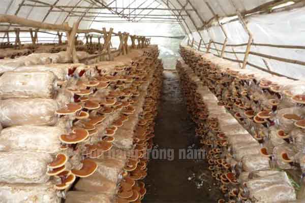 đơn hàng trồng nấm ở Nhật Bản