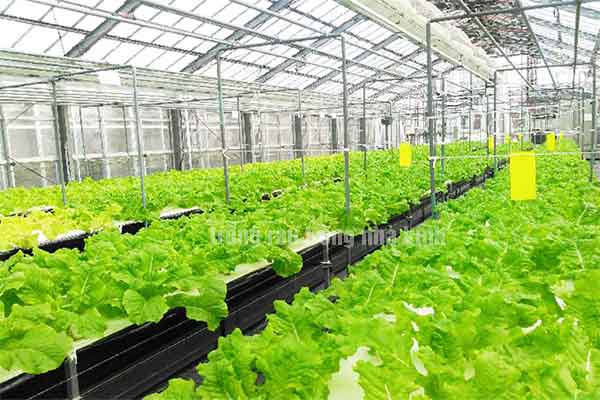 Đơn hàng trồng rau trong nhà kính