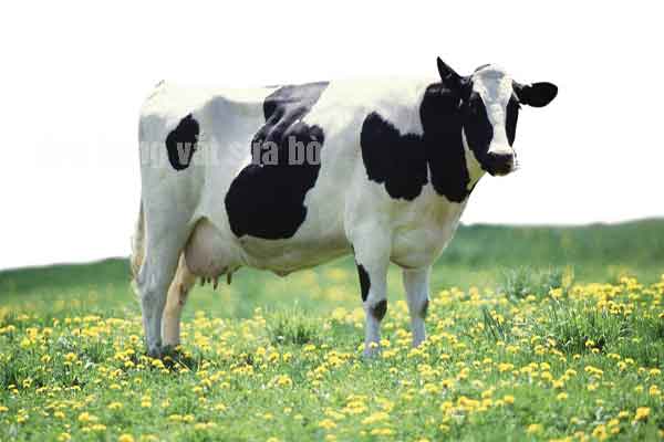 Đơn hàng vắt sữa bò Nhật Bản