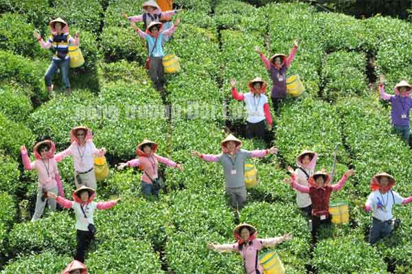 Tuyển 01 Nam đi xuất khẩu Đài Loan chăm sóc cây trồng