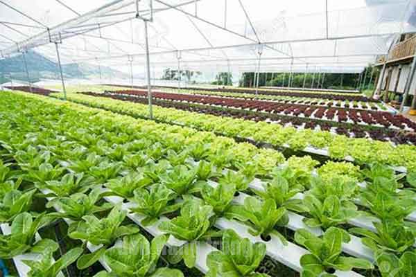 Tuyển 04 lao động đi đơn hàng trồng rau ở Đài Loan