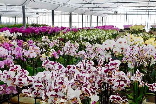 Tuyển 02 lao động làm nông nghiệp tại Đài Loan