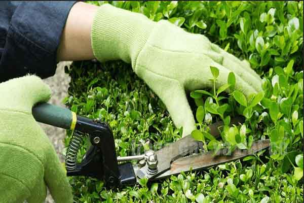 Tuyển 06 lao động trồng cây và cắt cỏ tại Đài Loan