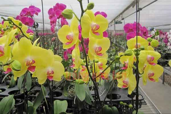 tuyển lao động nam trồng và chăm sóc hoa tại Đài Loan