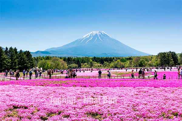 Tỉnh Tochigi Nhật Bản số bao nhiêu