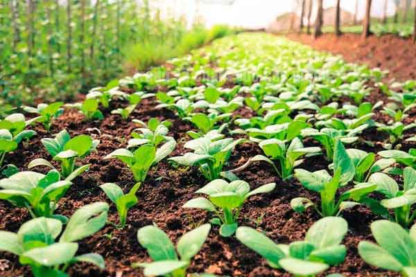 Tuyển 03 Nữ trồng và chăm sóc cây giống tại Đài Loan