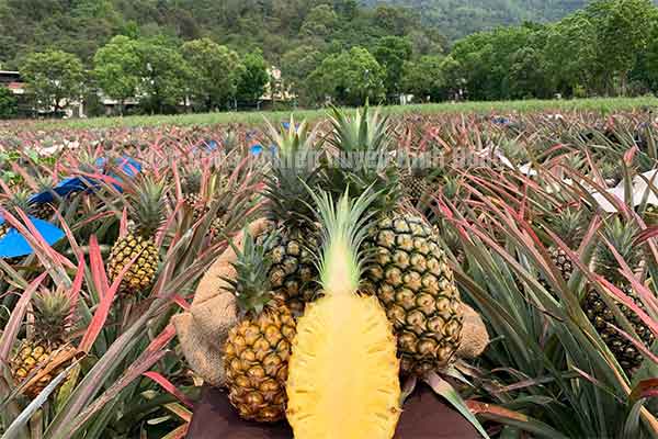 Tuyển 10 người đi XKLĐ Đài Loan đơn nông nghiệp