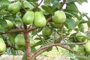 XKLĐ Đài Loan đơn hàng nông nghiệp