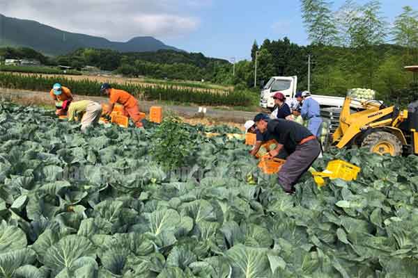 XKLĐ Đài Loan đơn nông nghiệp