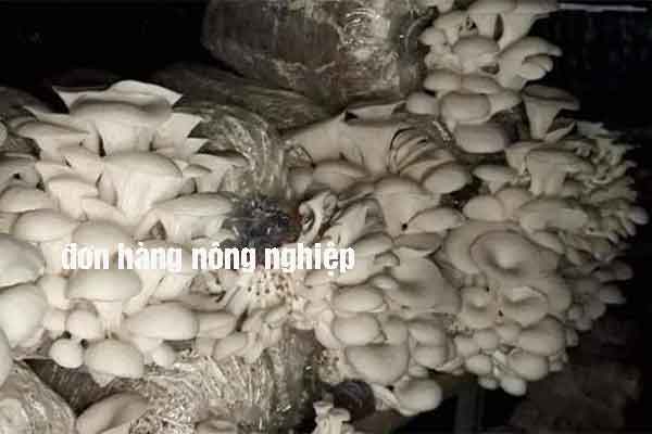 Tuyển gấp 200 Nam Nữ làm nông nghiệp ở Đài Loan