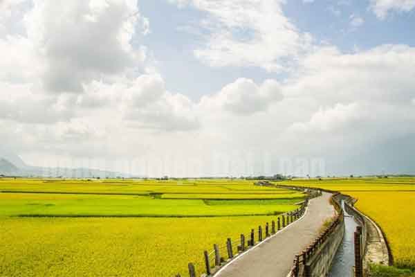 Đài Loan: Nông nghiệp miễn phí tiền ở cho nữ