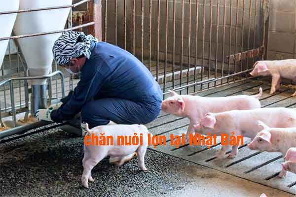 đơn hàng chăn nuôi lợn tại Nhật Bản
