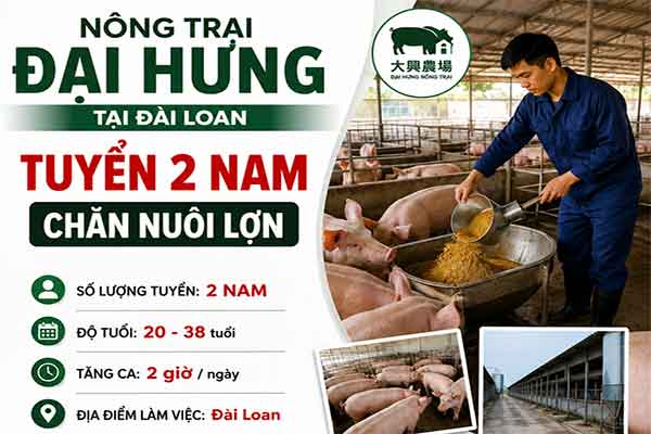 Nông trại Đại Hưng tuyển 2 Nam chăn nuôi lợn làm việc tại Cao Hùng
