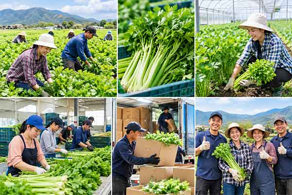 Đơn hàng tuyển 28 Nam Nữ làm nông nghiệp tại Đài Loan
